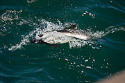 Picture 'Ant1_1_00319 Cephalorhynchus Commersonii, Commerson's Dolphin, Antarctica and sub-Antarctic islands, Falkland Islands, Saunders Island'